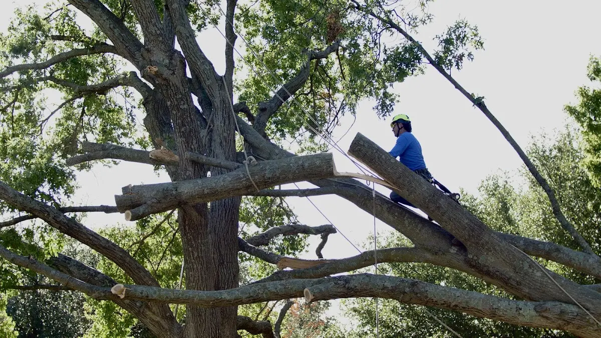 Professional Hazardous Tree Removal performed by certified arborists in Arlington
